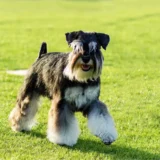 what does miniature schnauzer look like