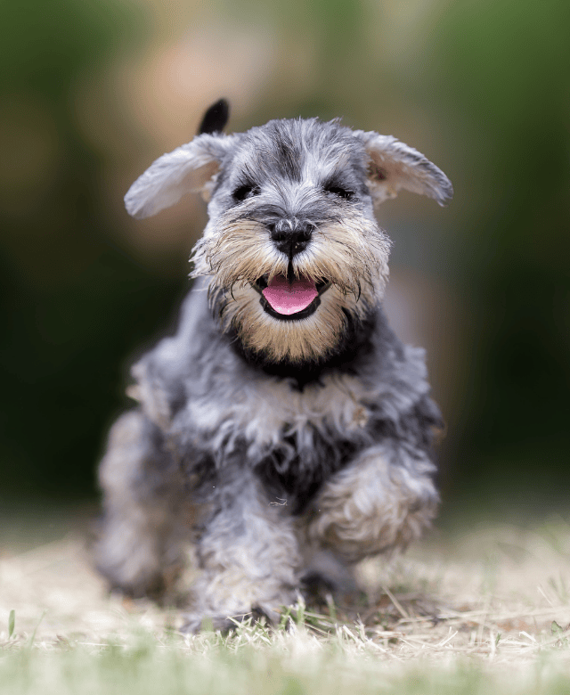 mini schnauzer puppies for sale