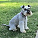 what does schnauzer look like with a tail